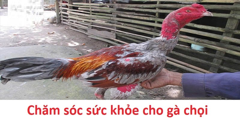 Chăm sóc sức khỏe cho chiến kê