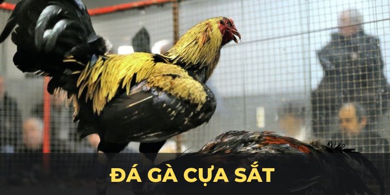 Đá gà cựa sắt