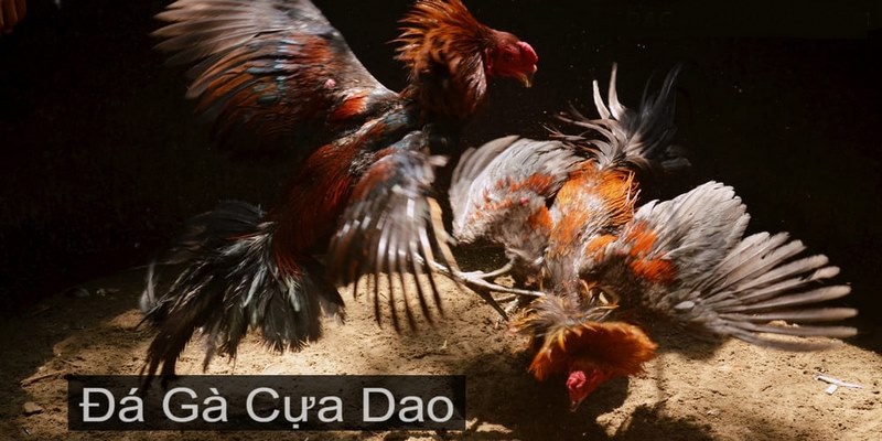 Cách tham gia đá gà có cựa dao